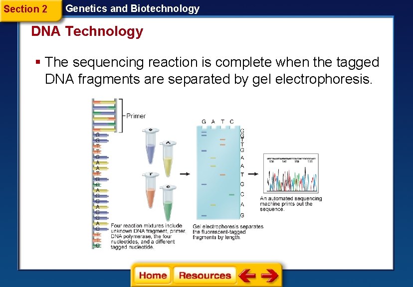 Section 2 Genetics and Biotechnology DNA Technology § The sequencing reaction is complete when