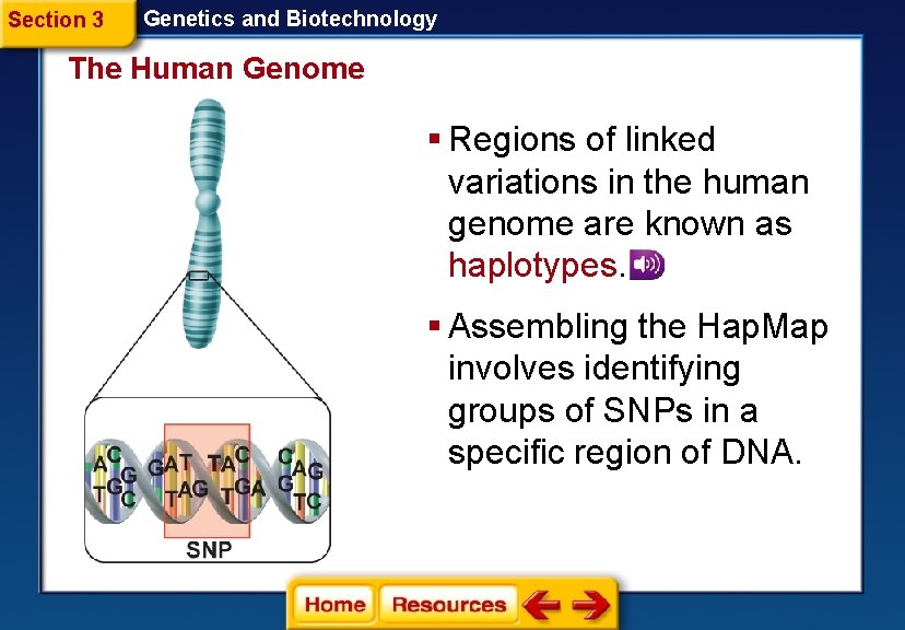 Section 3 Genetics and Biotechnology The Human Genome § Regions of linked variations in