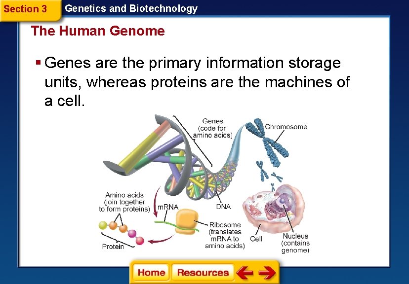 Section 3 Genetics and Biotechnology The Human Genome § Genes are the primary information