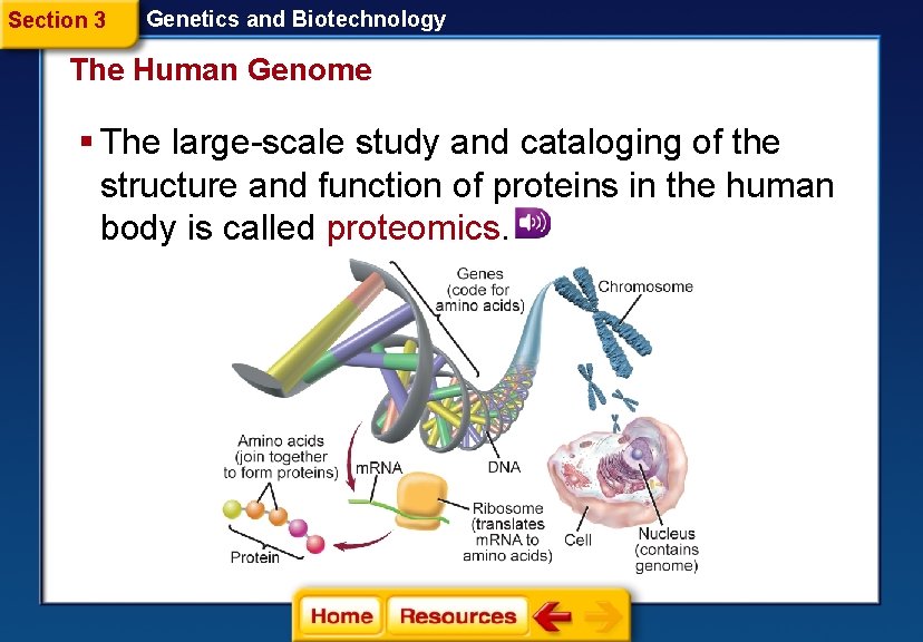 Section 3 Genetics and Biotechnology The Human Genome § The large-scale study and cataloging