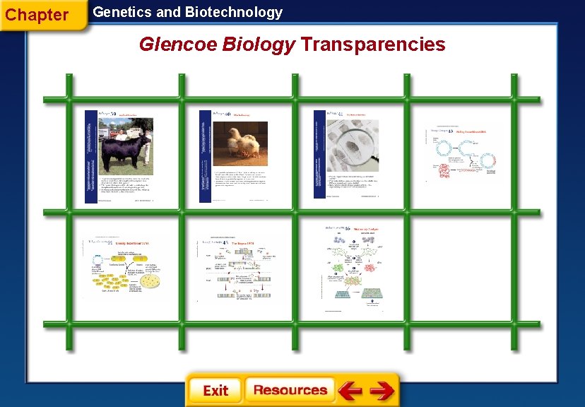 Chapter Genetics and Biotechnology Glencoe Biology Transparencies 