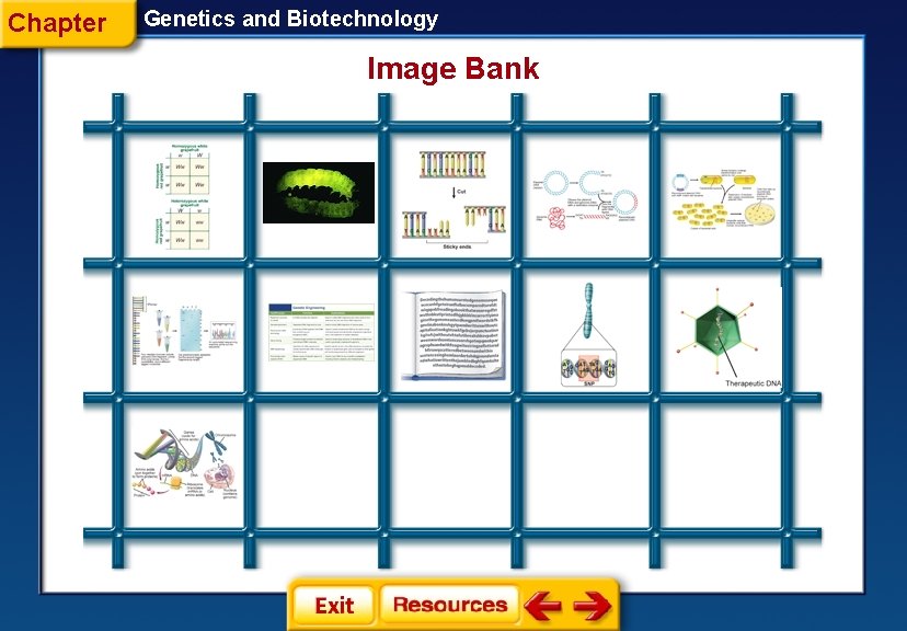 Chapter Genetics and Biotechnology Image Bank 