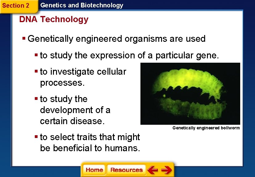 Section 2 Genetics and Biotechnology DNA Technology § Genetically engineered organisms are used §