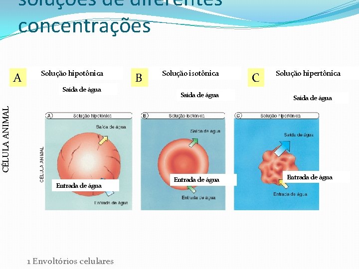 soluções de diferentes concentrações A Solução hipotônica Solução isotônica Entrada de água 1 Envoltórios