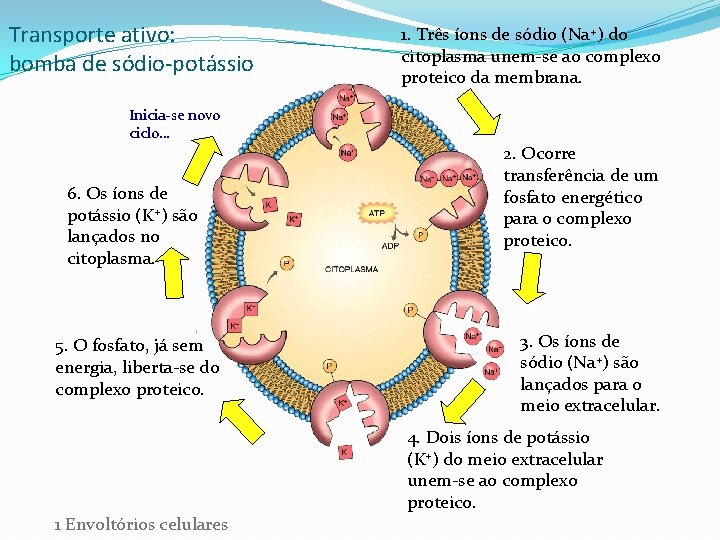 Transporte ativo: bomba de sódio-potássio 1. Três íons de sódio (Na+) do citoplasma unem-se