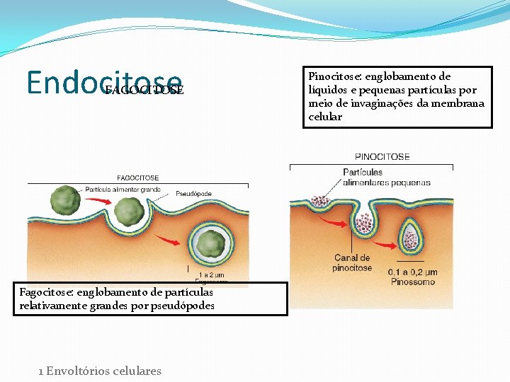 Endocitose FAGOCITOSE Fagocitose: englobamento de partículas relativamente grandes por pseudópodes 1 Envoltórios celulares Pinocitose: