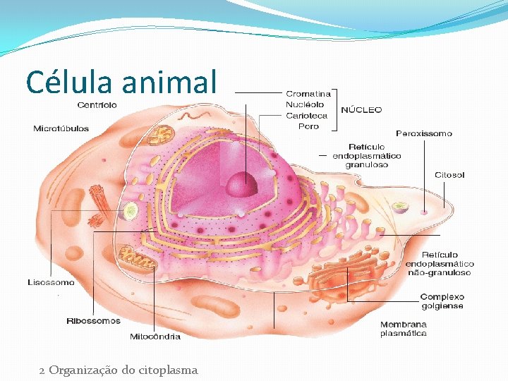 Célula animal 2 Organização do citoplasma 