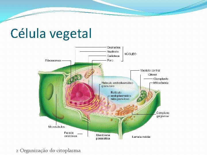 Célula vegetal 2 Organização do citoplasma 