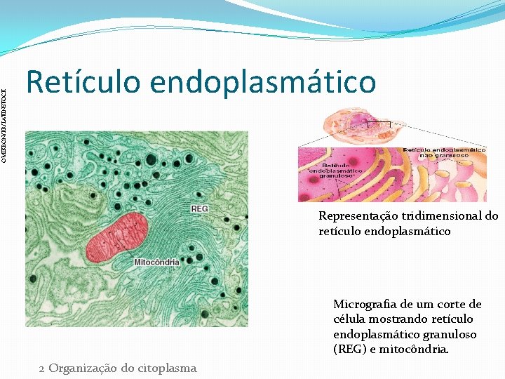 OMIKRON/PR/LATINSTOCK Retículo endoplasmático Representação tridimensional do retículo endoplasmático Micrografia de um corte de célula