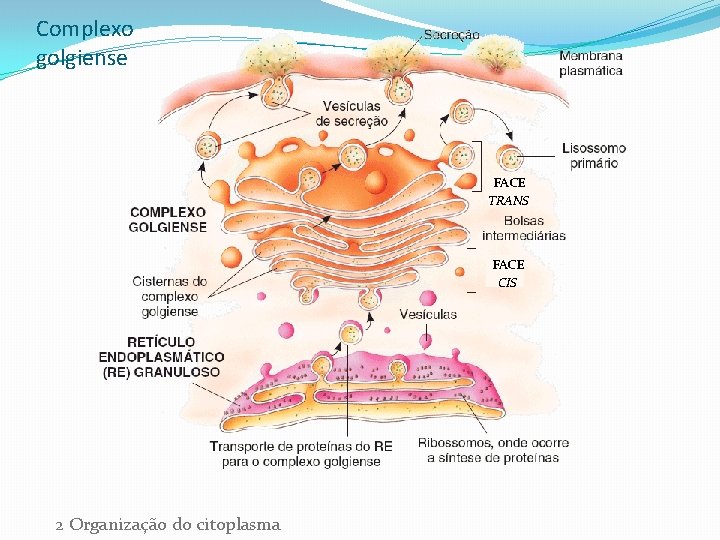 Complexo golgiense FACE TRANS FACE CIS 2 Organização do citoplasma 