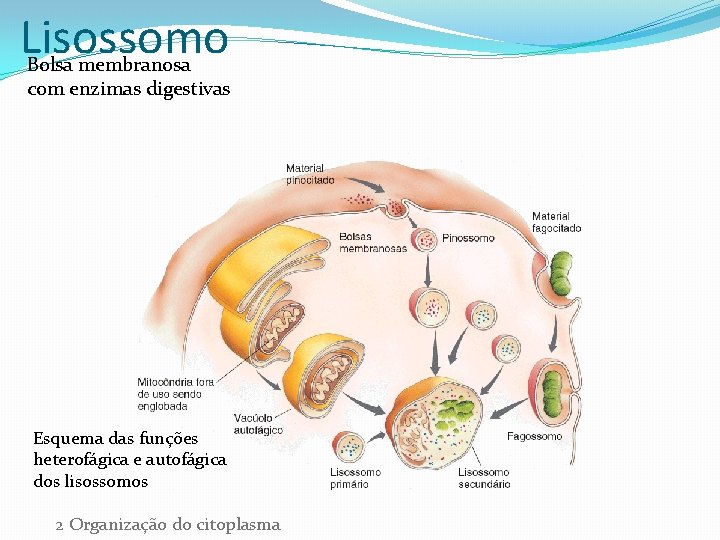 Lisossomo Bolsa membranosa com enzimas digestivas Esquema das funções heterofágica e autofágica dos lisossomos