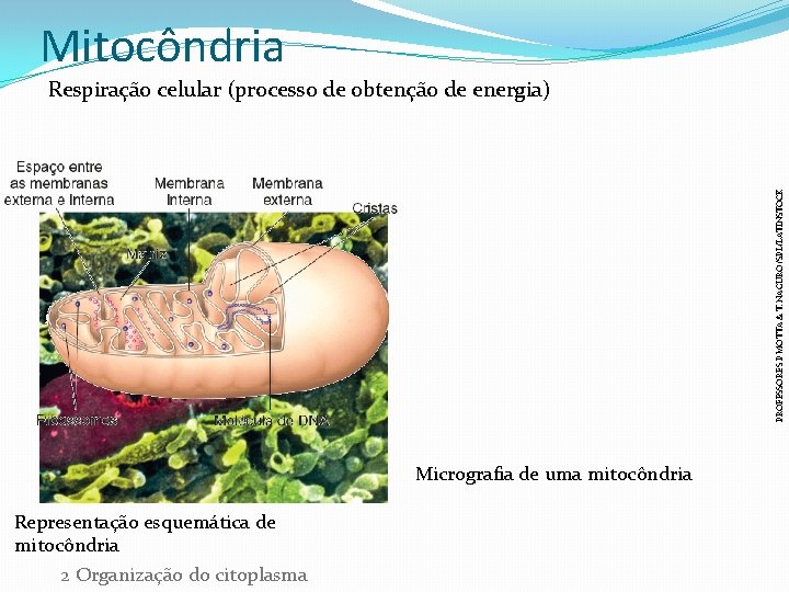 Mitocôndria PROFESSORES P MOTTA & T. NAGURO/SPL/LATINSTOCK Respiração celular (processo de obtenção de energia)