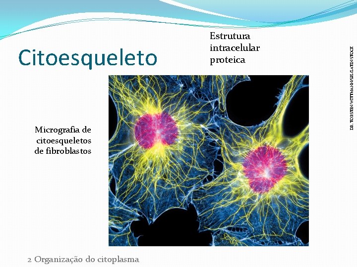 Micrografia de citoesqueletos de fibroblastos 2 Organização do citoplasma DR. TORSTEN WITTMANN/SPL/LATIN STOCK Citoesqueleto