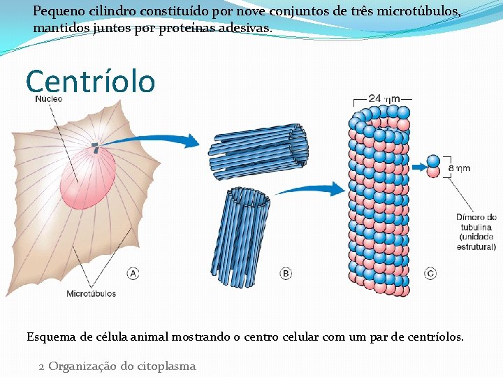 Pequeno cilindro constituído por nove conjuntos de três microtúbulos, mantidos juntos por proteínas adesivas.