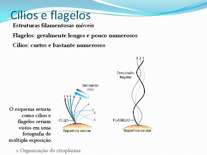 Cílios e flagelos Estruturas filamentosas móveis Flagelos: geralmente longos e pouco numerosos Cílios: curtos