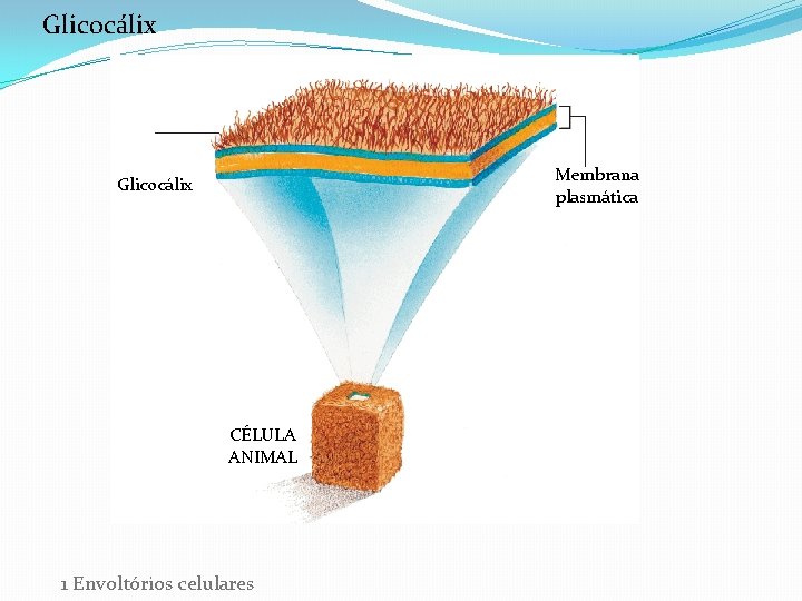 Glicocálix Membrana plasmática Glicocálix CÉLULA ANIMAL 1 Envoltórios celulares 