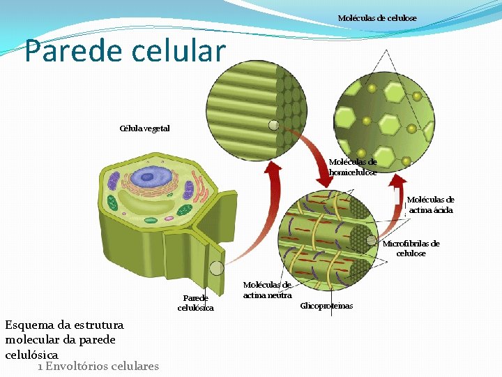 Moléculas de celulose Parede celular Célula vegetal Moléculas de homicelulose Moléculas de actina ácida