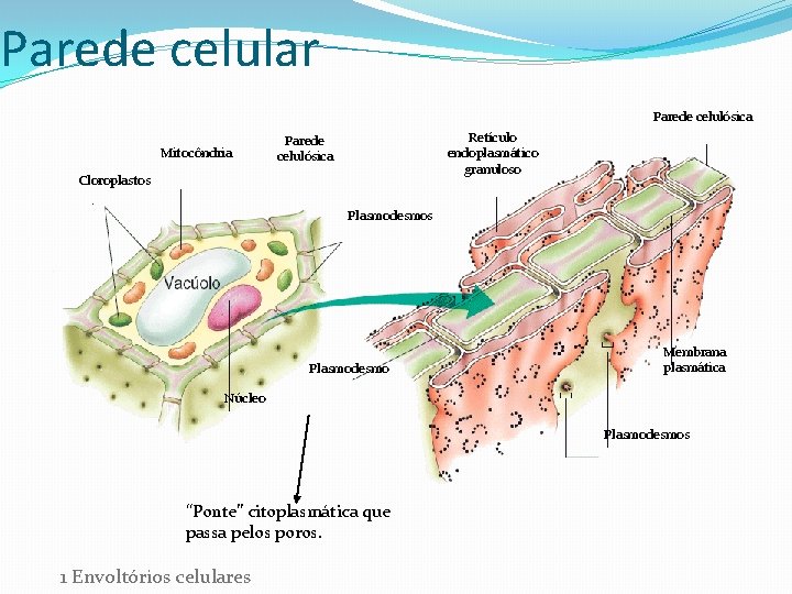 Parede celular Parede celulósica Mitocôndria Retículo endoplasmático granuloso Parede celulósica Cloroplastos Plasmodesmo Membrana plasmática