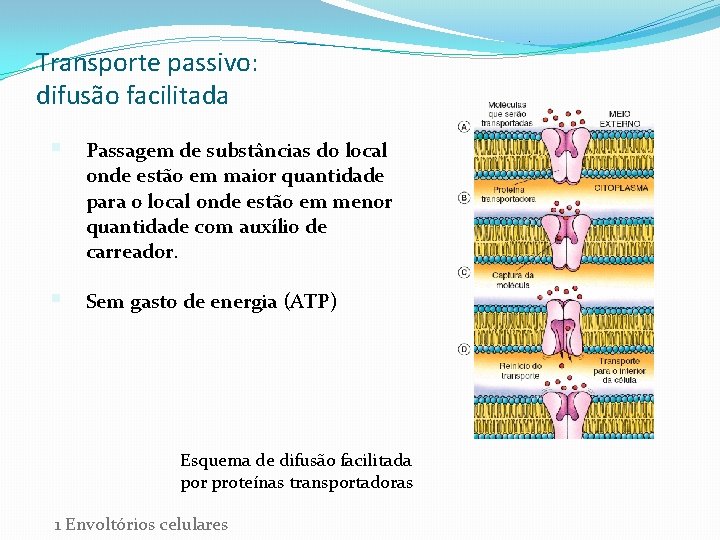 Transporte passivo: difusão facilitada § Passagem de substâncias do local onde estão em maior