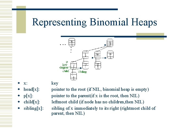 Representing Binomial Heaps w w w x: head[x]: p[x]: child[x]: sibling[x]: key pointer to