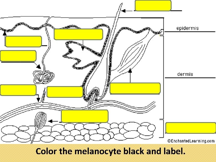 Color the melanocyte black and label. 