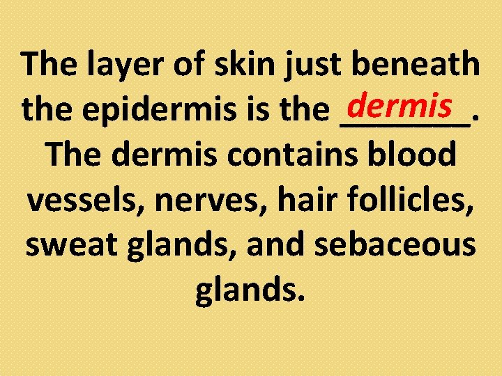 The layer of skin just beneath dermis the epidermis is the _______. The dermis