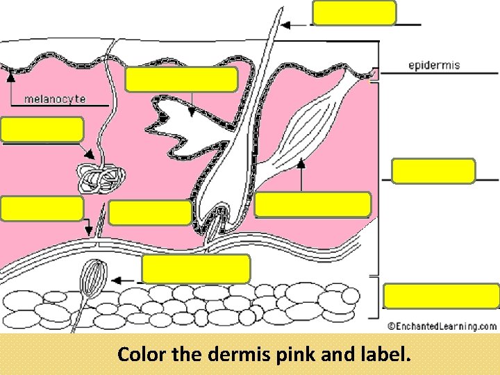 Color the dermis pink and label. 