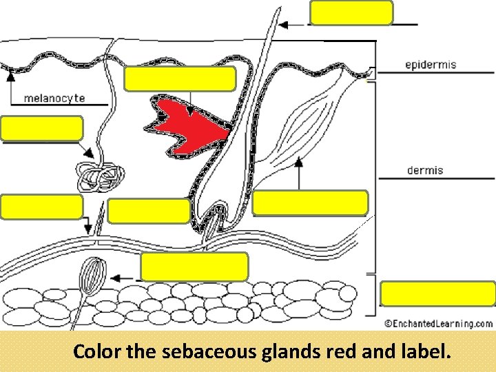 Color the sebaceous glands red and label. 
