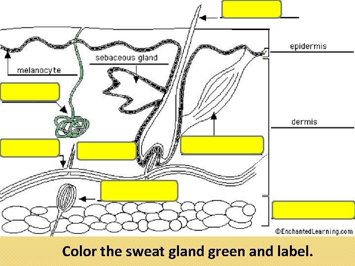 Color the sweat gland green and label. 