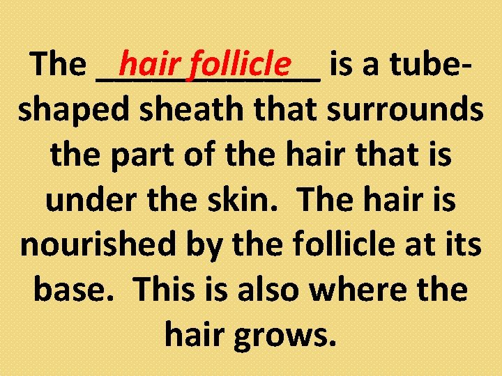 hair follicle is a tube. The ______ shaped sheath that surrounds the part of
