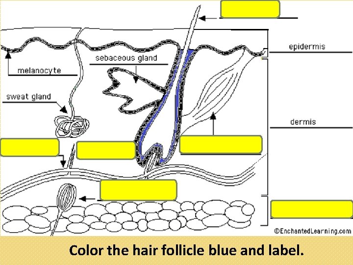 Color the hair follicle blue and label. 
