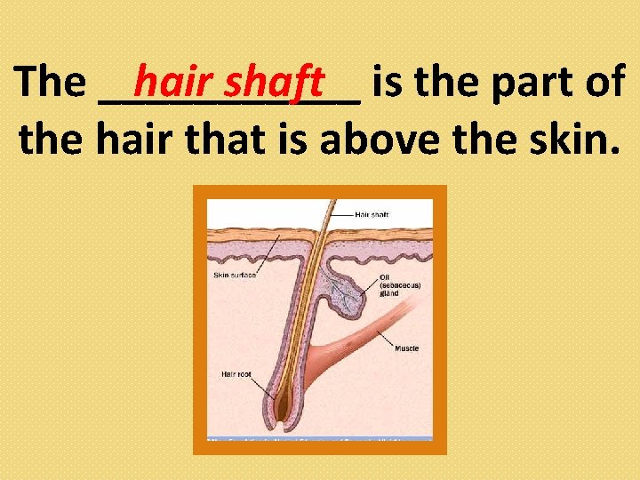 The ______ hair shaft is the part of the hair that is above the