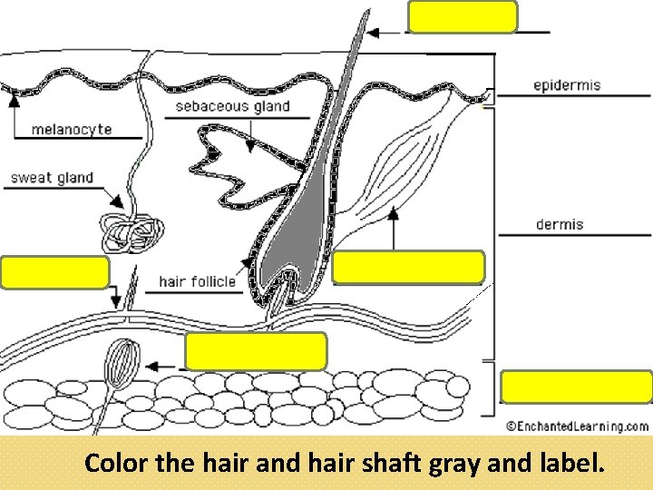 Color the hair and hair shaft gray and label. 
