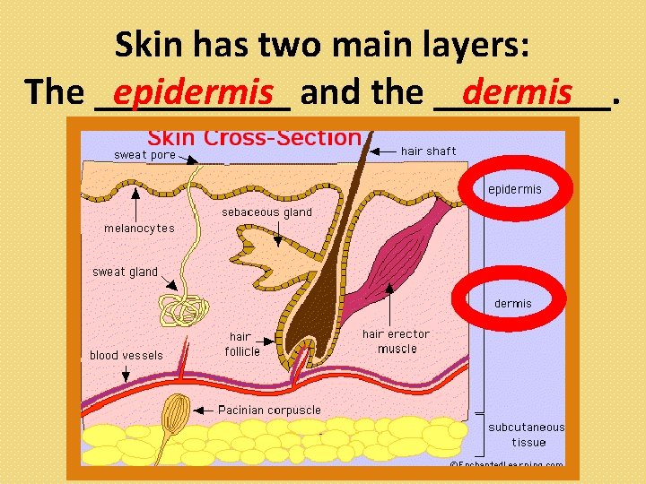 Skin has two main layers: The _____ dermis epidermis and the _____. 