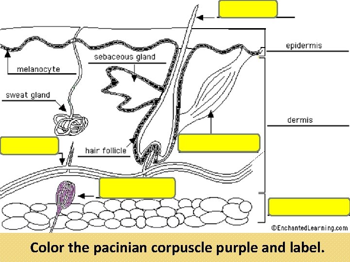 Color the pacinian corpuscle purple and label. 
