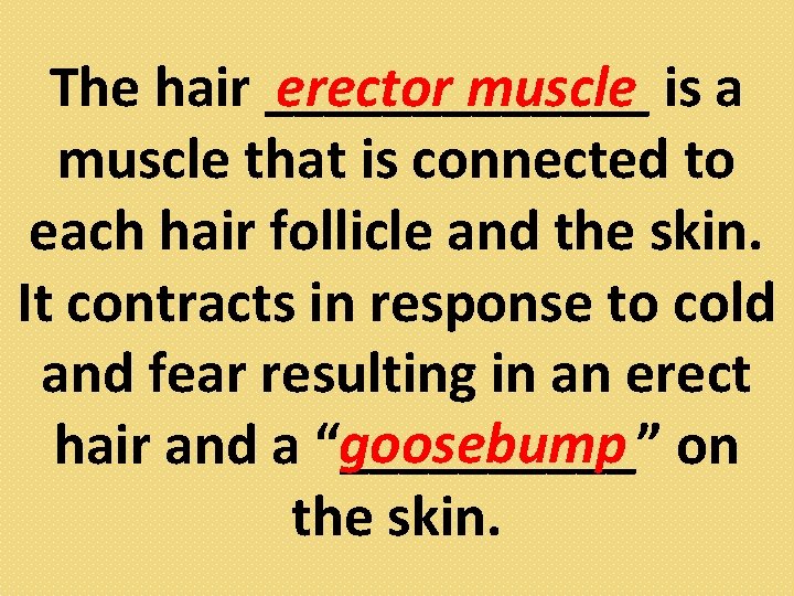 erector muscle is a The hair _______ muscle that is connected to each hair