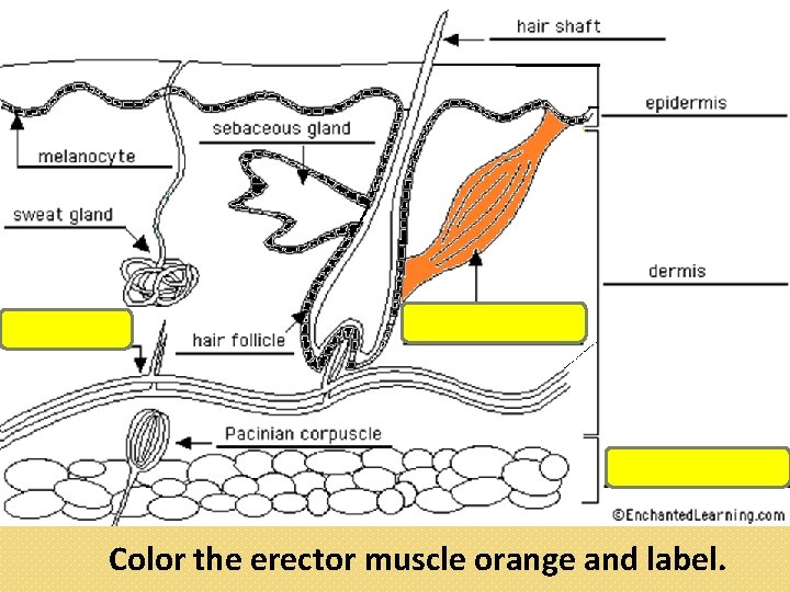 Color the erector muscle orange and label. 
