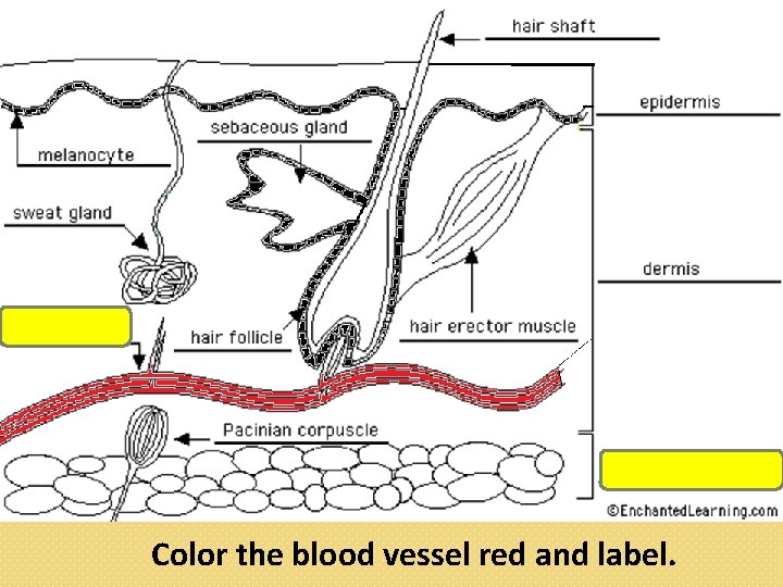 Color the blood vessel red and label. 