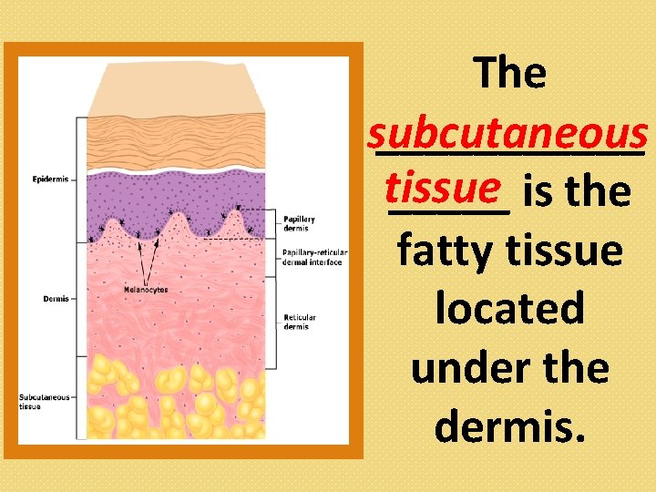 The ______ subcutaneous tissue _____ is the fatty tissue located under the dermis. 