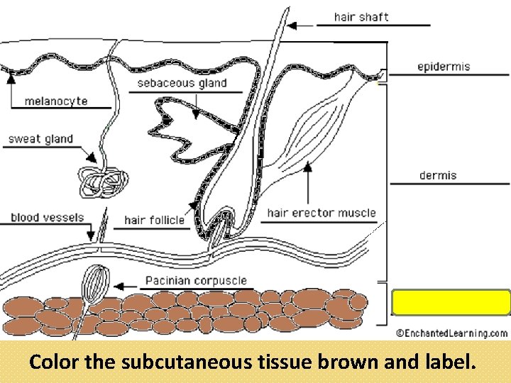 Color the subcutaneous tissue brown and label. 