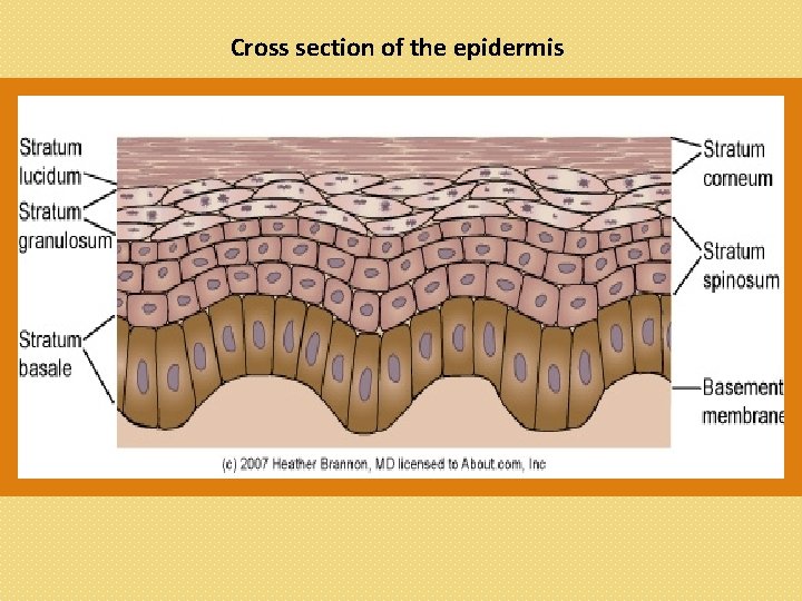Cross section of the epidermis 