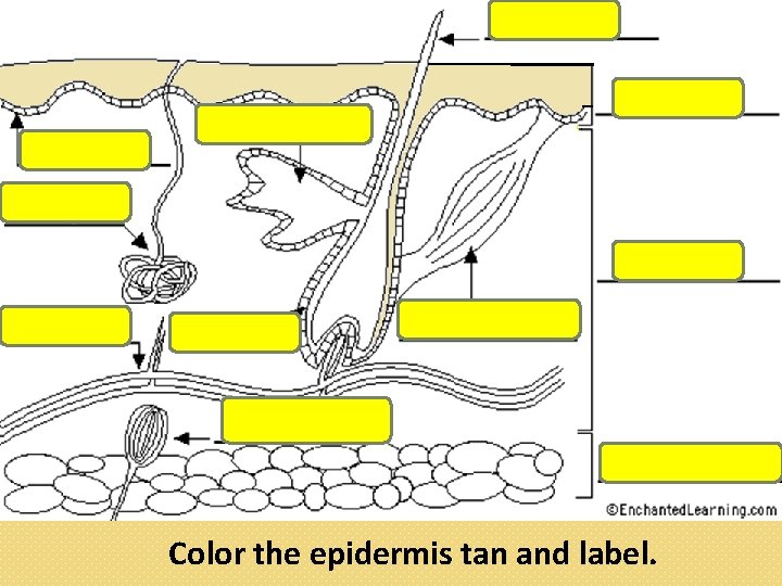 Color the epidermis tan and label. 