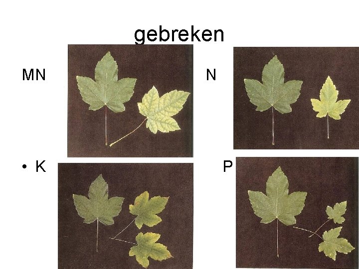 gebreken MN • K N P 