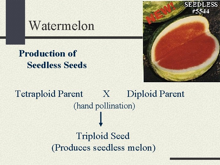 Watermelon Production of Seedless Seeds Tetraploid Parent X Diploid Parent (hand pollination) Triploid Seed