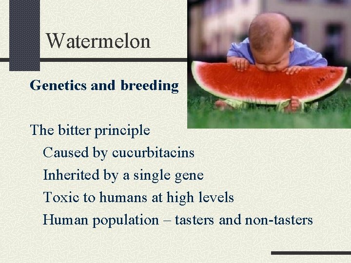Watermelon Genetics and breeding The bitter principle Caused by cucurbitacins Inherited by a single