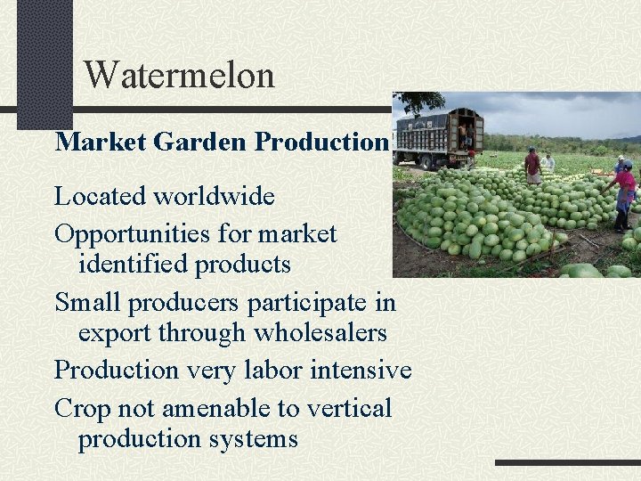 Watermelon Market Garden Production Located worldwide Opportunities for market identified products Small producers participate