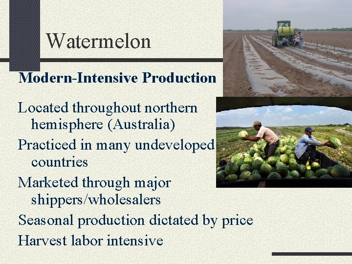 Watermelon Modern-Intensive Production Located throughout northern hemisphere (Australia) Practiced in many undeveloped countries Marketed