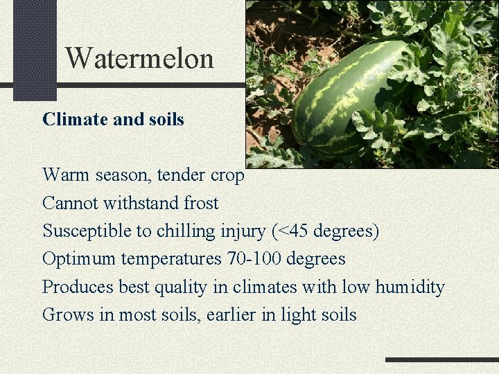 Watermelon Climate and soils Warm season, tender crop Cannot withstand frost Susceptible to chilling
