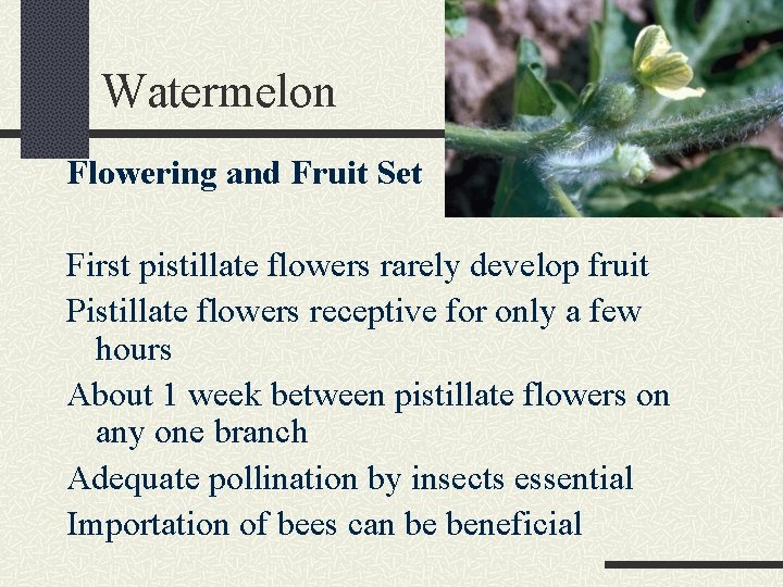 Watermelon Flowering and Fruit Set First pistillate flowers rarely develop fruit Pistillate flowers receptive