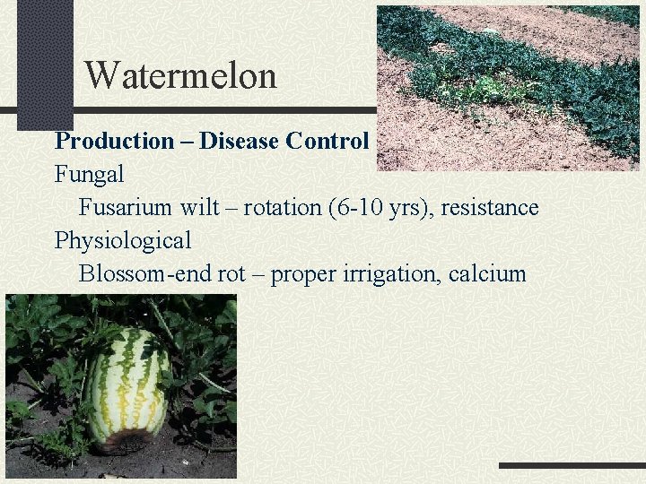 Watermelon Production – Disease Control Fungal Fusarium wilt – rotation (6 -10 yrs), resistance